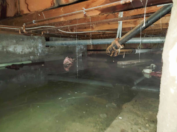 Best Water damage cleanup near me  in Rustburg, VA